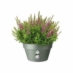 elho 8711904500689 vaso da fiori Verde Plastica