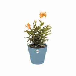 elho 8711904515980 vaso da fiori Blu Plastica