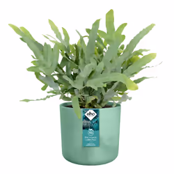 elho 8711904516352 vaso da fiori Verde Plastica - Vista aggiuntiva 5