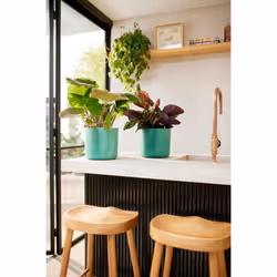 elho 8711904516352 vaso da fiori Verde Plastica - Vista aggiuntiva 7