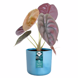 elho 8711904516383 vaso da fiori Blu Plastica - Vista aggiuntiva 4