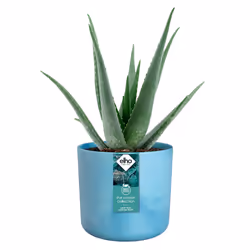 elho 8711904516383 vaso da fiori Blu Plastica - Vista aggiuntiva 5