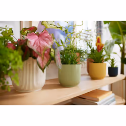 elho 8711904517748 vaso da fiori Verde Plastica - Vista aggiuntiva 6