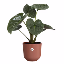 elho 8711904528737 vaso da fiori Rosso Plastica