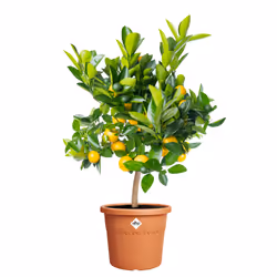 elho 8711904529000 vaso da fiori Marrone Plastica