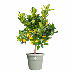 elho 8711904529123 vaso da fiori Verde Plastica