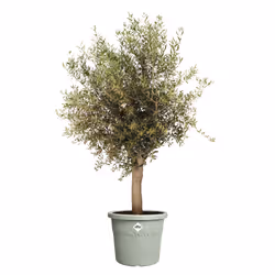 elho 8711904529239 vaso da fiori Verde Plastica