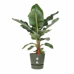 elho 8711904529468 vaso da fiori Verde Plastica