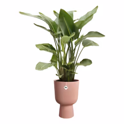 elho Vibes Fold Rosa Plastica 1 pz - Vista aggiuntiva 4