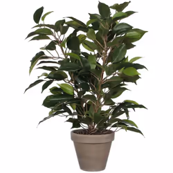 Pianta decorativa Mica Decorazioni 40 x 30 cm Ceramica verde PVC Ficus