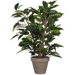 EDM - Ficus natasja con vaso d11,5 cm - 40x30 cm