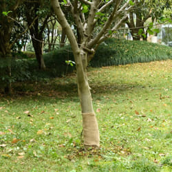Rotolo in Iuta 0,25x100 m 100% Iuta 200 gsm Vidaxl 33596