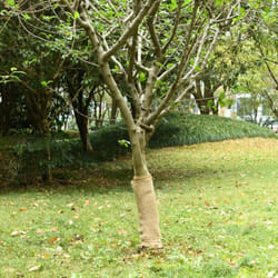 Rotolo in Iuta 0,5x50 m 100% Iuta 200 gsm