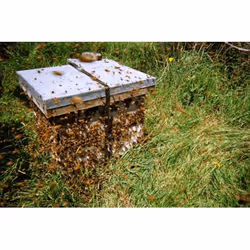 Sonnentor 304907 250 g - Vista aggiuntiva 6
